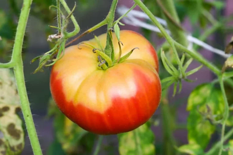 pourquoi mes tomates sont abimees tomates jaune et rouge