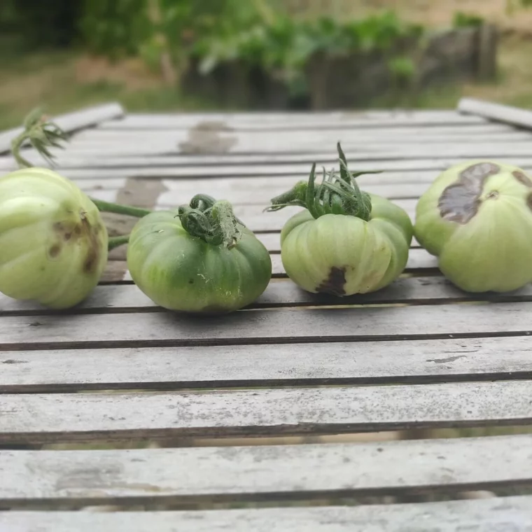 pourquoi mes tomates verts ont le cul noir