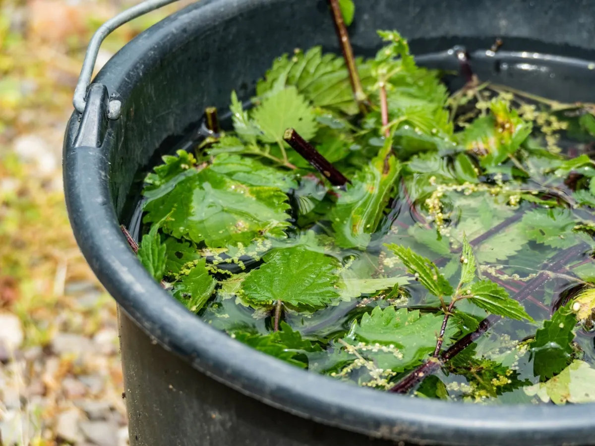 seau plastique noir eau de pluie jardin feuilles Comment faire du purin d'ortie pour les tomates
