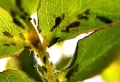 Comment se débarrasser du miellat : conseils pratiques pour éliminer les excrétions collantes des insectes