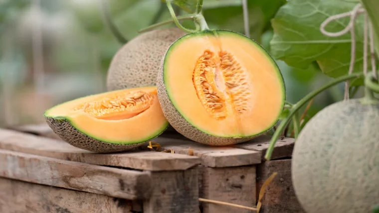 quand faut il recolter les melons d apres les jardiniers