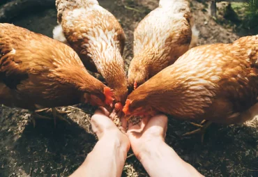 quatre poules nourries de graines des mains d une personne