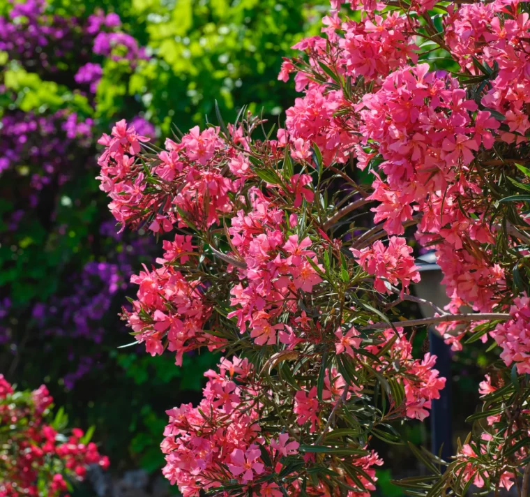 que faire pour faire fleurir un laurier rose idée comment stimuler le laurier à pousser