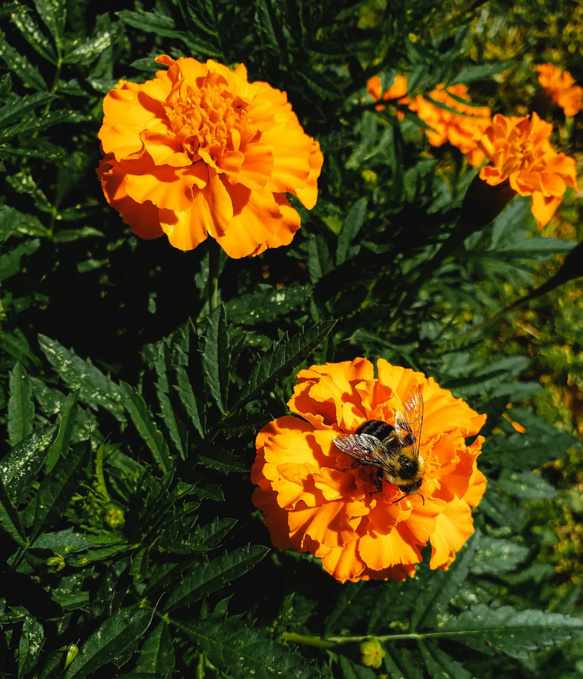 que planter à côté des framboisiers pour doubler la récolte soucis insectes pollinisateurs