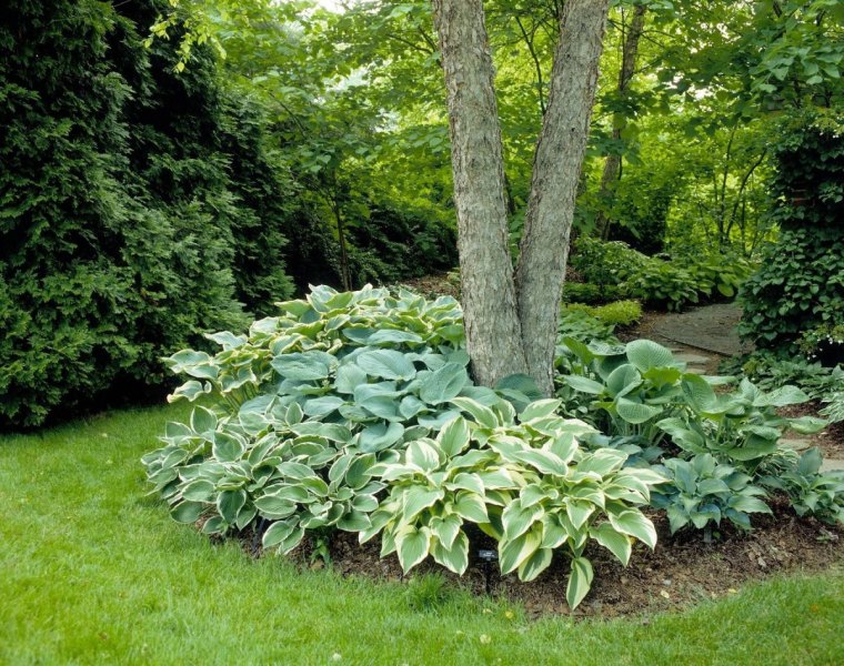 que planter sous un arbre a l ombre hosta herbe verte paillis