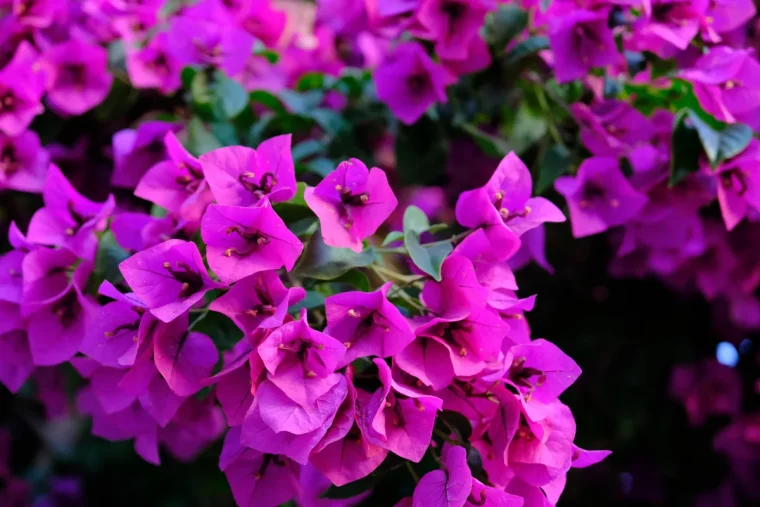 quel engrais naturel pour bougainvillier fait maison pour stimuler la floraison