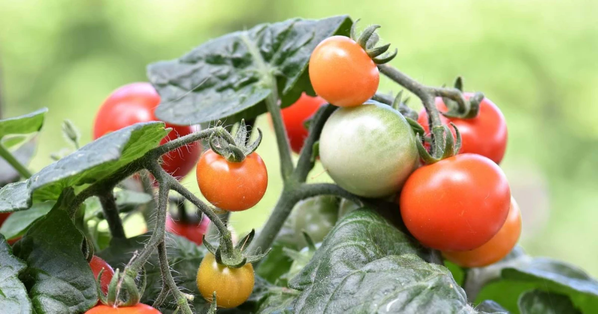 quel engrais pour faire grossir les tomates en juillet