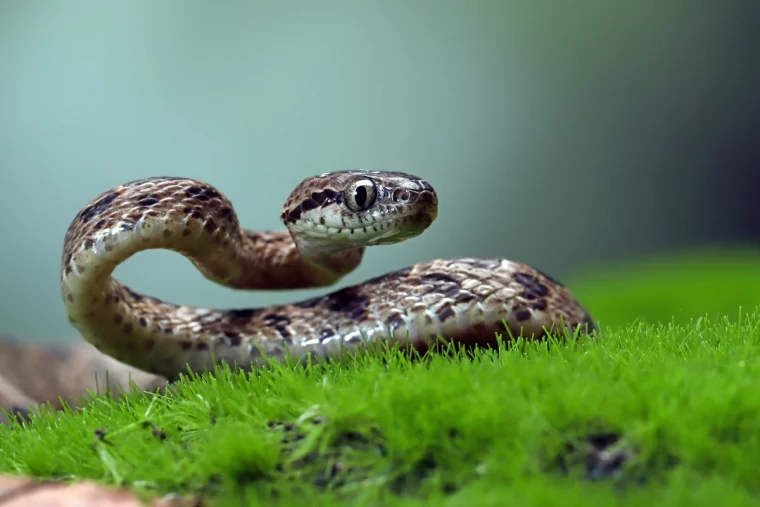 quel est l animal totel selon la date de naissance serpent herbe verte