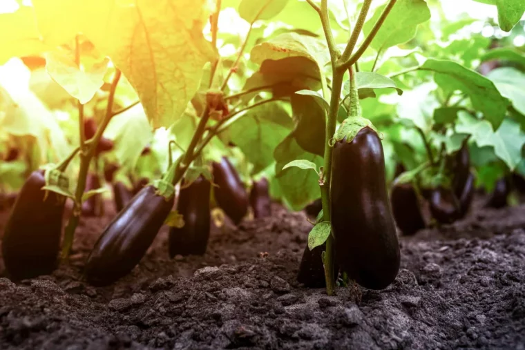 quel est le meilleur emplacement pour les plants d aubergine