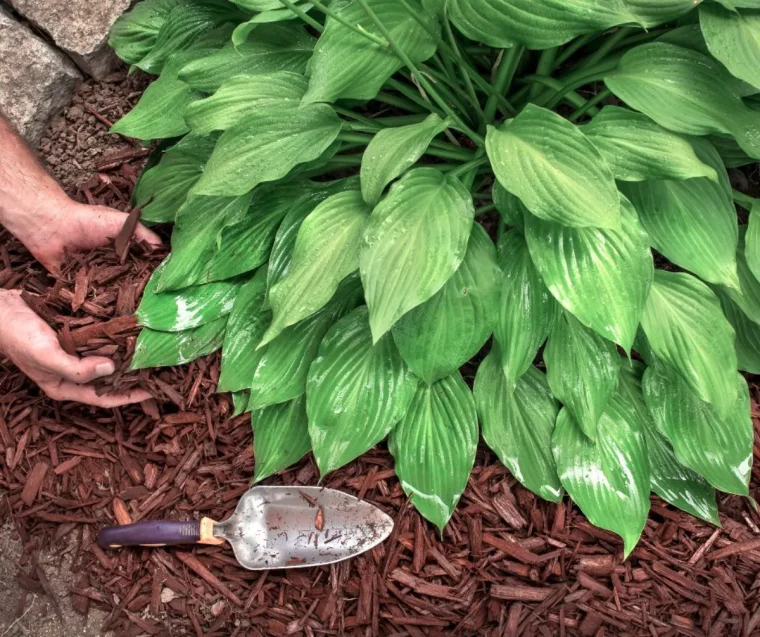 quel paillis au potager jardin pour pailler le pied des plantes