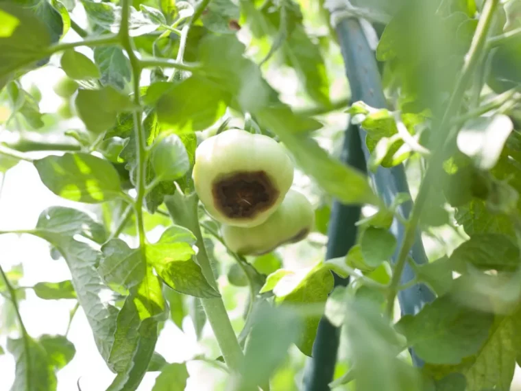 quel produit contre la pourriture des extremites des fleurs