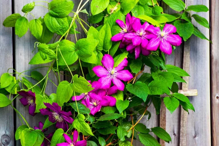 quelle plante a floraison choisir pour le jardin