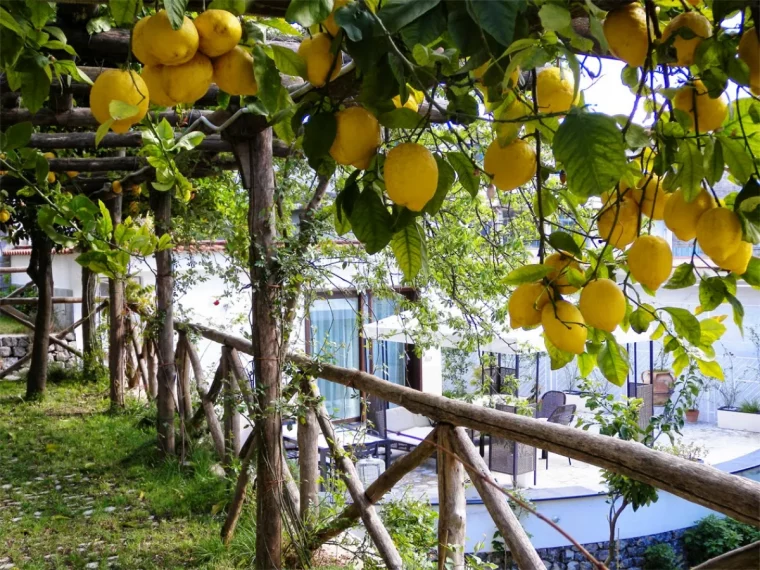 quelle plante grimpante pour une pergola de croissance rapide pergola debois