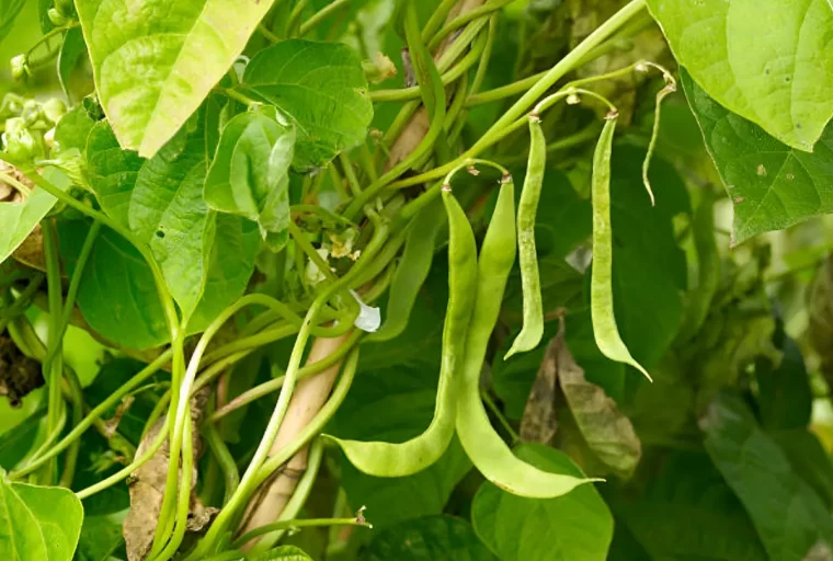 quelques haricots verts sur fond son feuillage vert abondant