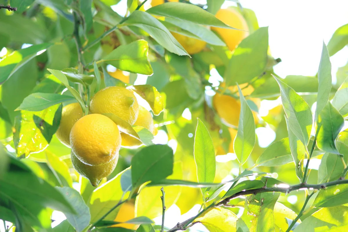 quels soins apporter au citronnier en ete
