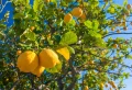 Quel est le meilleur engrais pour un citronnier et comment doubler la récolte selon les experts ?