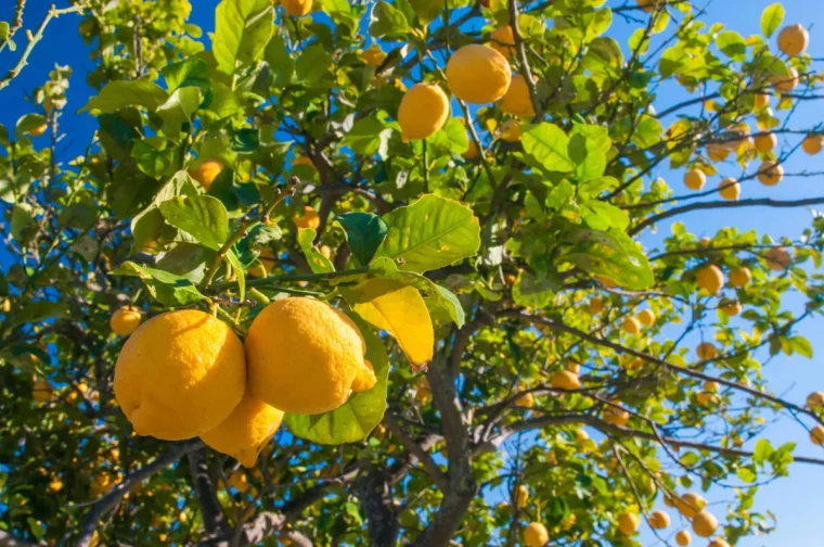 quels soins pour avoir beaucoup de citrons astuces