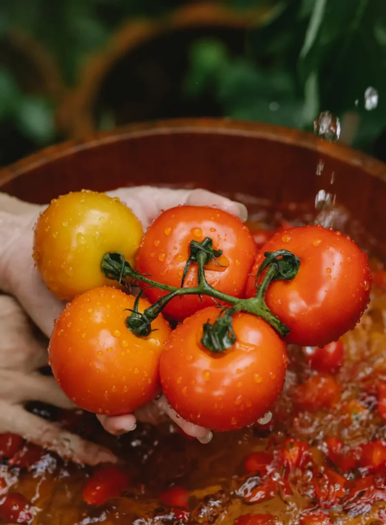 recette coulis de tomate maison laver les tomates
