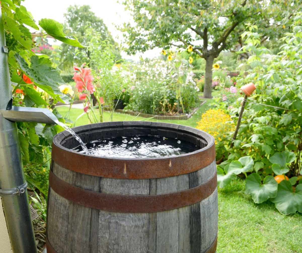 récupérateur d eau de pluie jardin pour faire des économies d eau et arroser