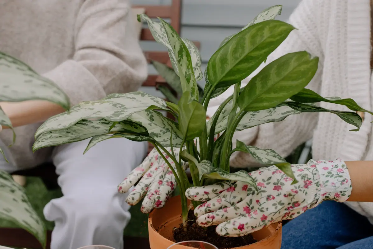 rempotage plante verte feuilles vert panache gants jardinage femme vegetaux entretien