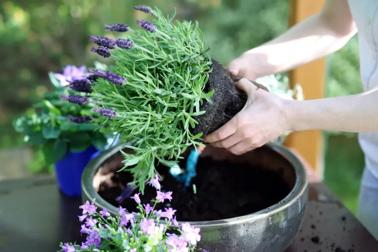 repulsif moustique maison lavande dans le jardin