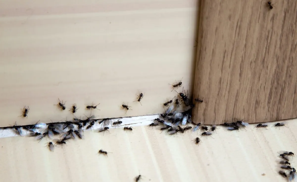 revetement sol bois infestation insectes nid fourmis poudre blanche recoin sucre