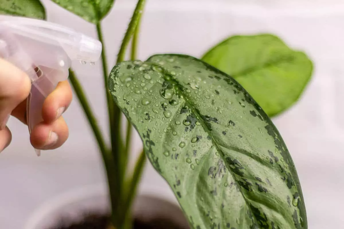 rinsage a l eau avec un pulverisateur cible sur une feuille d une plante