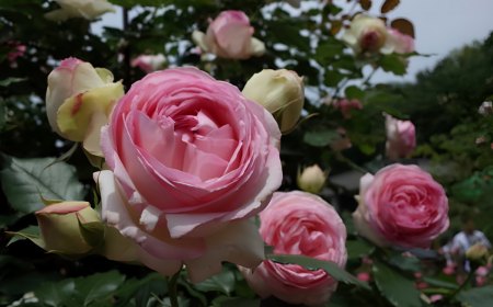 rosier pierre de ronsard avec le gros plan d une de ses fleurs roses