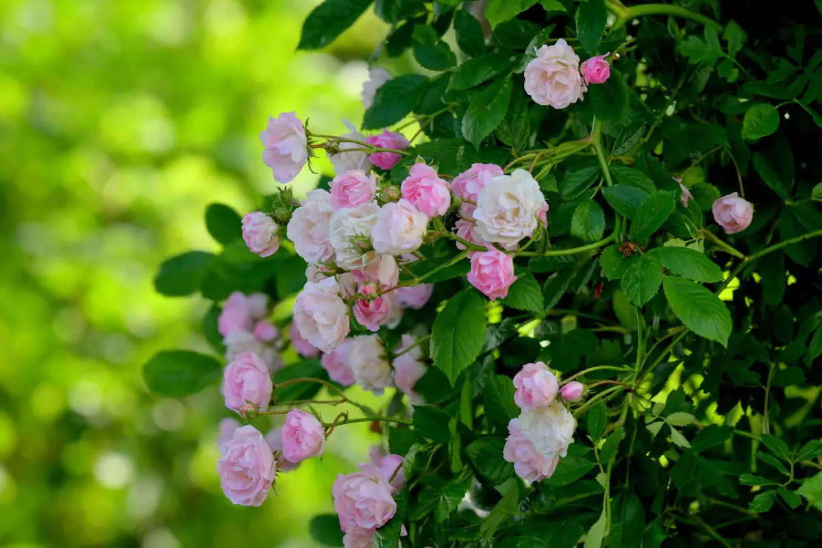 rosier grimpant avec des fleurs couleur rose pale