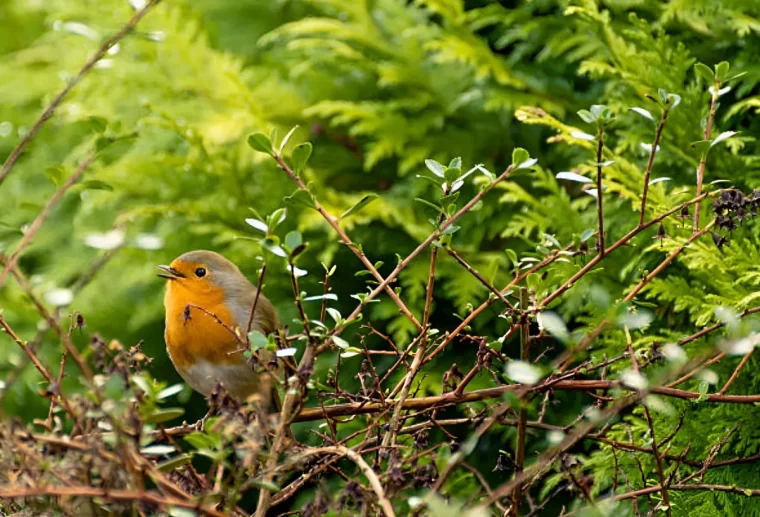 rouge gorge dans un jardin verdoyant