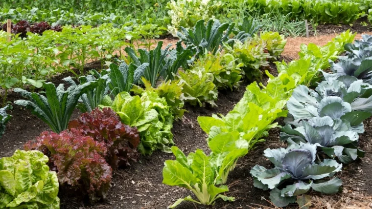 salades legumes feuilles culture potager paille sol soleil vegetaux