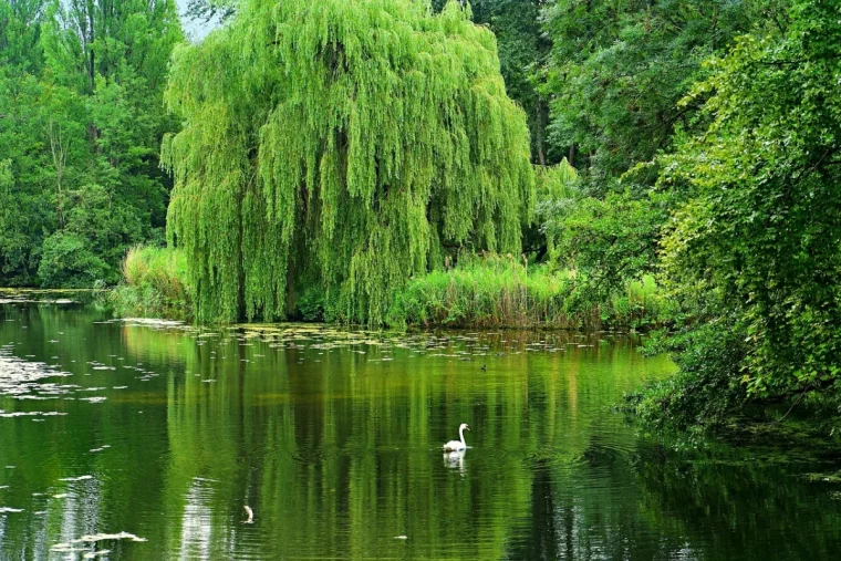 saule lac surface eau reflets nature sauvage arbres herbes vegetation