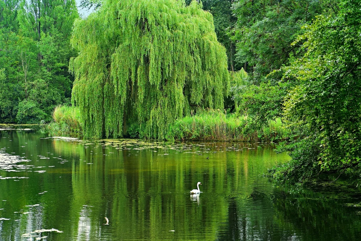 saule lac surface eau reflets nature sauvage arbres herbes vegetation