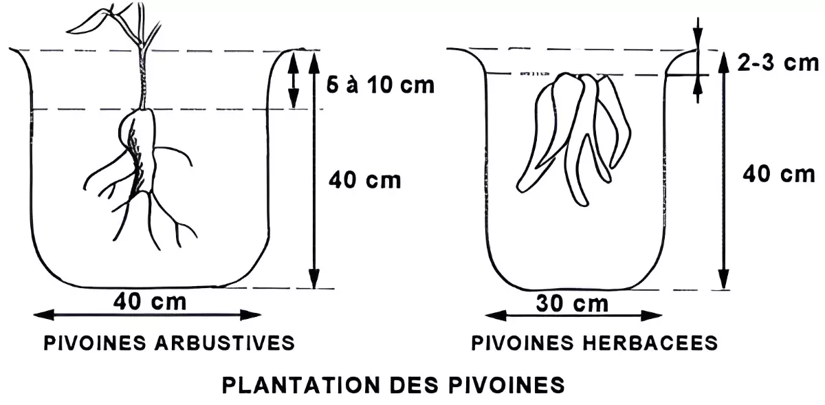 schema de plantation des pivoines graphique noir sur blanc