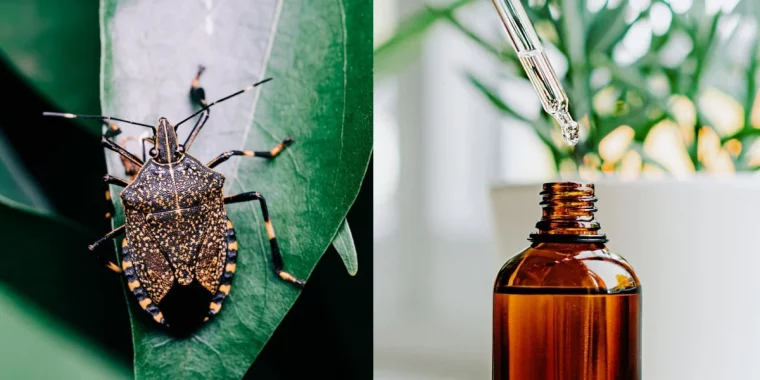 se debarrasser des punaise verte puante a l aide des huiles essentielles