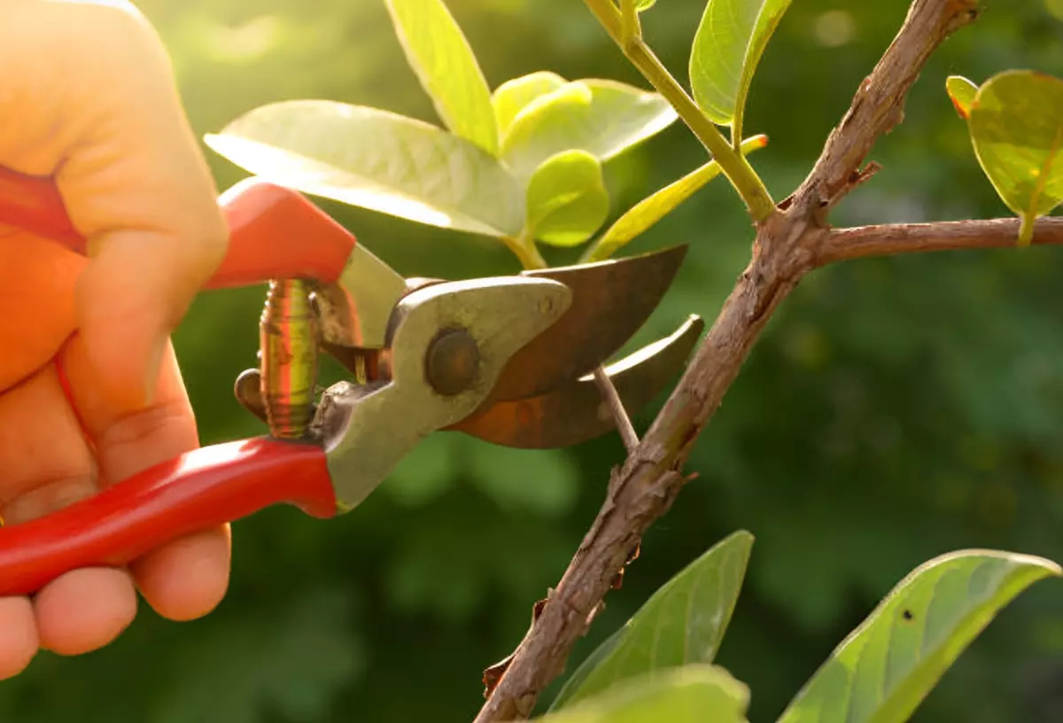 secateur tenu par une main pour couper une petite branche avec des feuilles vertes