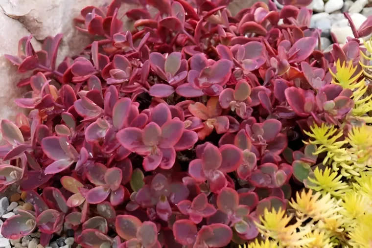 sedums couvre sol au feuillage rouge