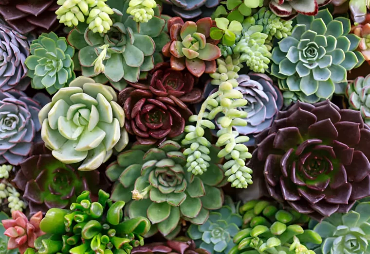 sedums differentes especes et couleurs