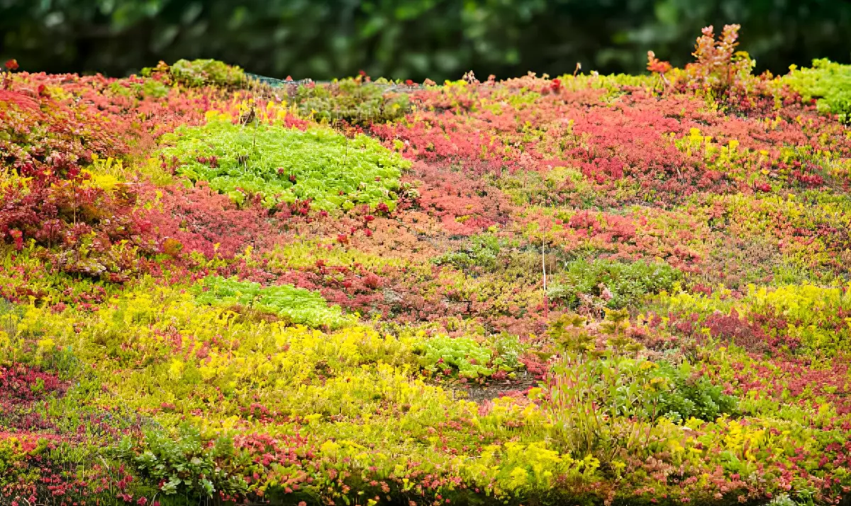 sedums differentes formes et couleurs en pelouse sur une toiture