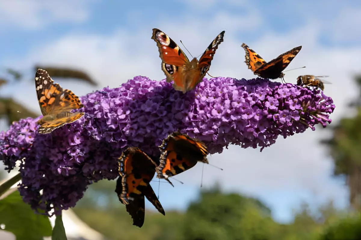 six papillons et une abeille sur une grappe de fleurs de buddleia