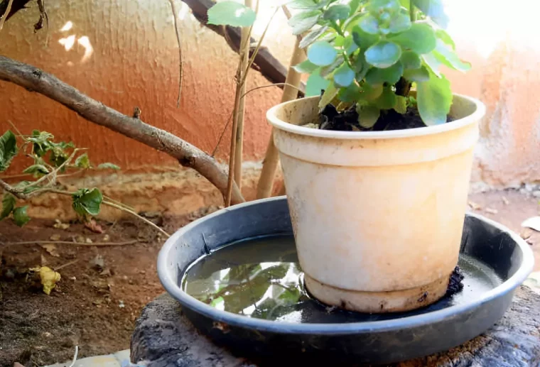 soucoupe avec de l eau qui stagne avec un pot de fleur claire