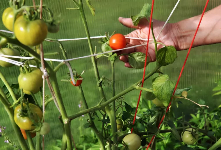 soutien des branches pleines de fruits du plant de tomates avec une corde