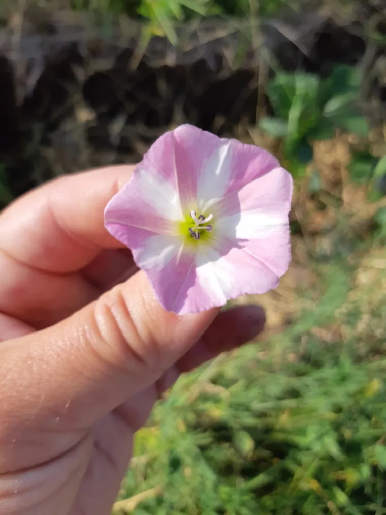 supprimer définitivement le liseron fleur tenuesendeux doigts