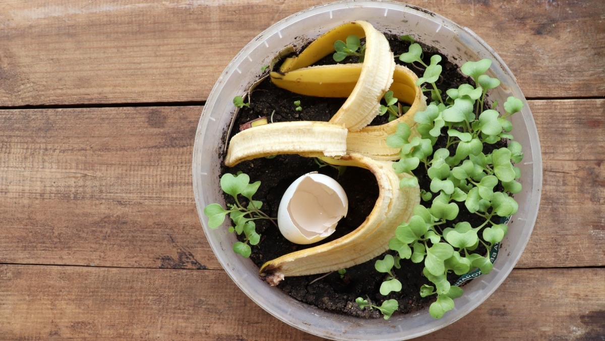 Engrais avec peau de banane, marc de café et coquille dœuf : astuce  anti-gaspi pour plantes heureuses !