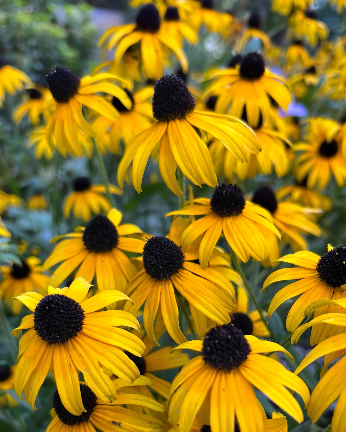 susans aux yeux noirs petales jaunes fleurs jardin rudbeckia