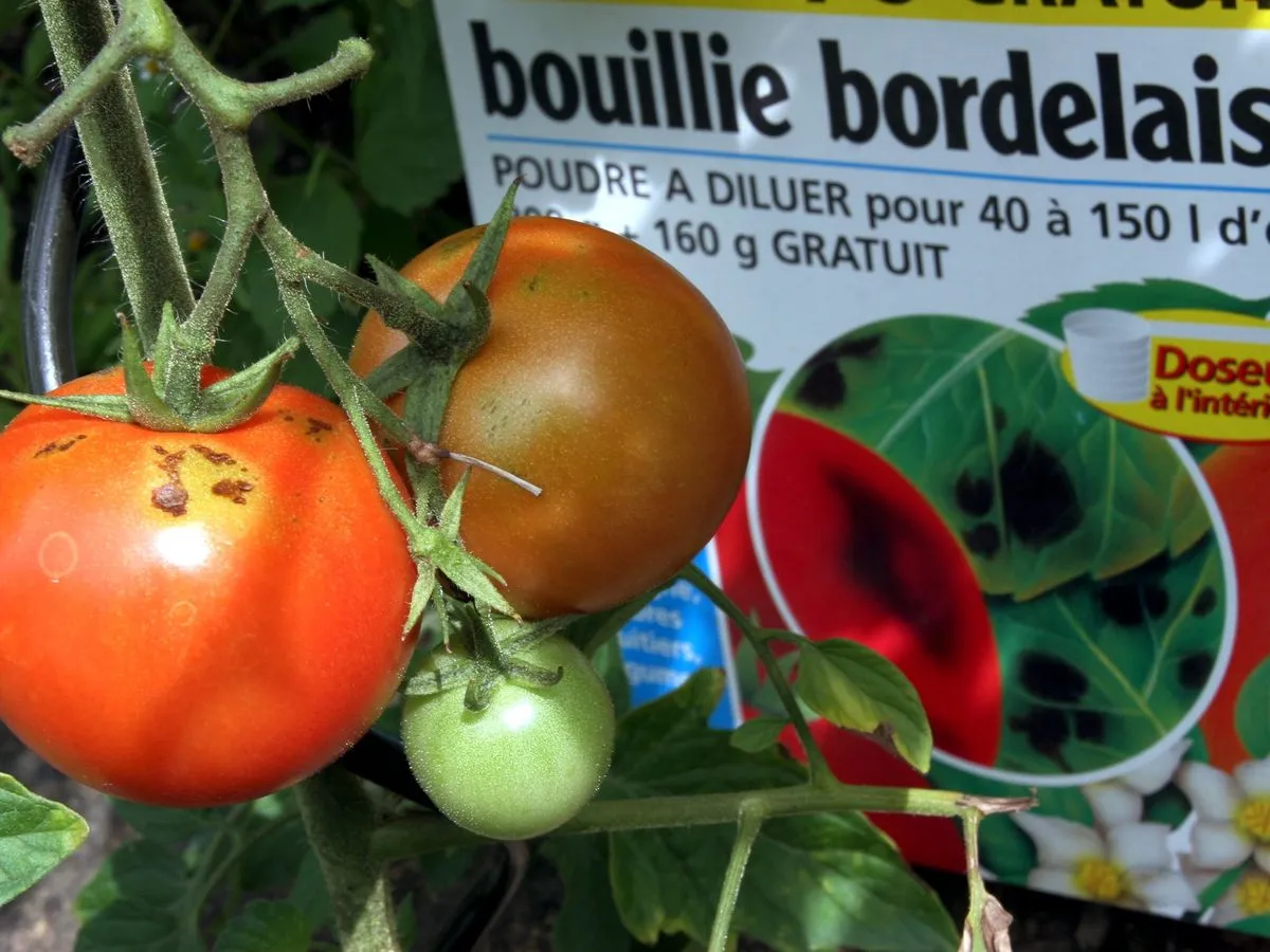 la bouillie bordelaise un paquet vendu dans commerce