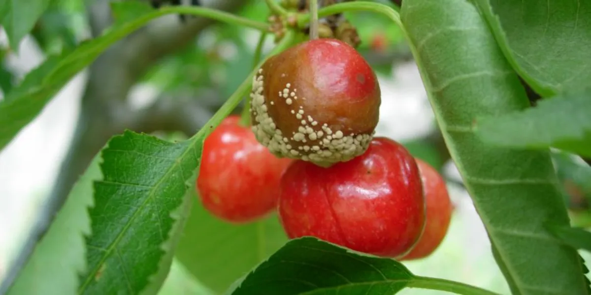 visualiser la tache brune sur les cerises pour mieux la traiter