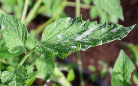 taches blanches sur les feuilles de tomates de pres