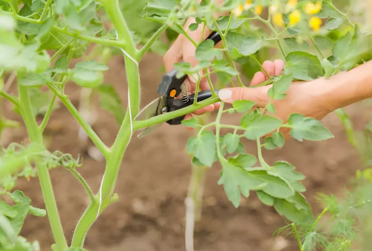 taille d un plant de tomates