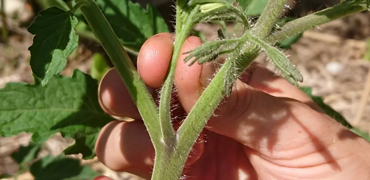 taille des gourmands d un plant de tomates en se servant de deux doigts